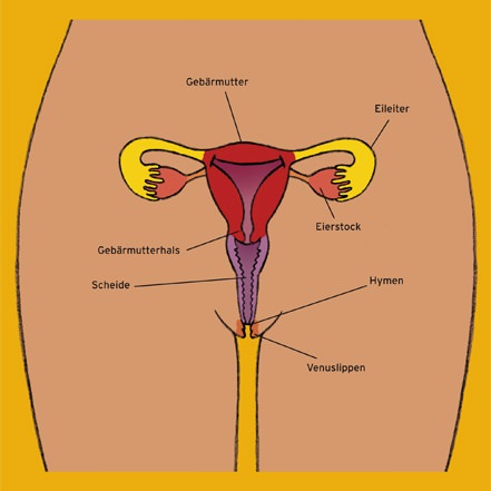 Ertasten gebärmutter schwangerschaft Gebärmutter/Muttermund mit